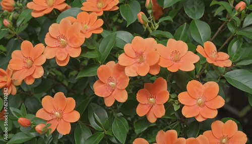 Close up of blooming flowerbeds of amazing apricot orange color flowers on dark moody floral textured background