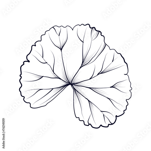 hand-drawn geranium leaf vector illustration