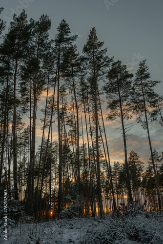 sunset in the forest