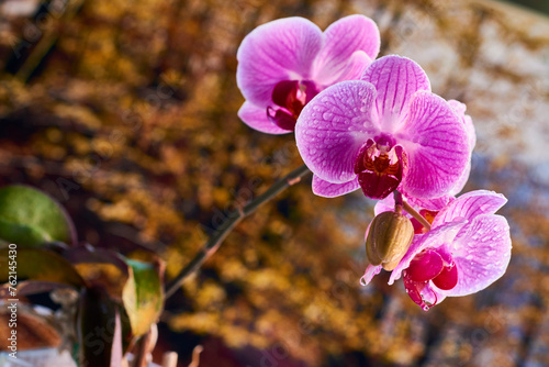 Close view of the Pink Orchid with water drops, Phalaenopsis
