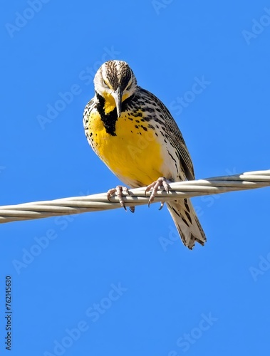 a colorful male western meadowlark on a utility line in rocky mountain arsenal national wildlife refuge in commerce city, near denver, colorado © Nina