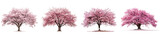 Four trees with Cherry pink blossoms Sakura are shown in a row. The trees are all different sizes and are in different stages of bloom. Concept of growth and change.