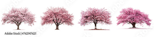 Four trees with Cherry pink blossoms Sakura are shown in a row. The trees are all different sizes and are in different stages of bloom. Concept of growth and change.