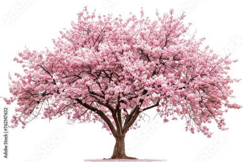 A large pink tree with Cherry Blossoms Sakura, pink blossoms. The tree is the main focus of the image. The image evokes feelings of peace and serenity