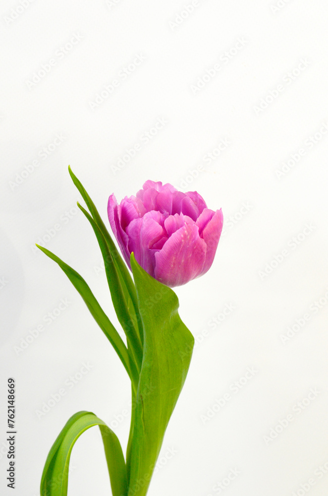Fototapeta premium Purple Pink Tulip on White Background