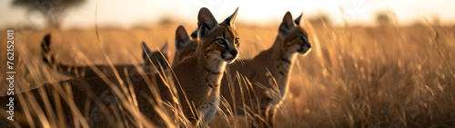 Caracal family in the savanna with setting sun shining. Group of wild animals in nature. Horizontal, banner.