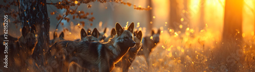 Wild dogs standing in the forest with setting sun shining. Group of wild animals in nature. Horizontal, banner.