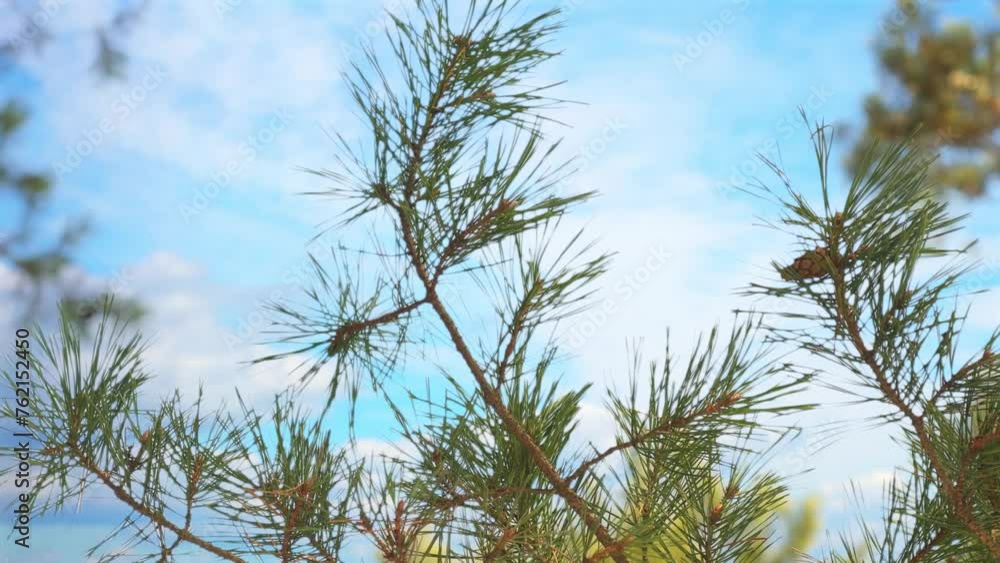 Pine tree branch against a background of blue sky with white clouds. Inspirational summer background with coniferous tree with empty space for information. Pine tree branch against a background of blue sky with white clouds. Inspirational summer background with coniferous tree with empty space for information.