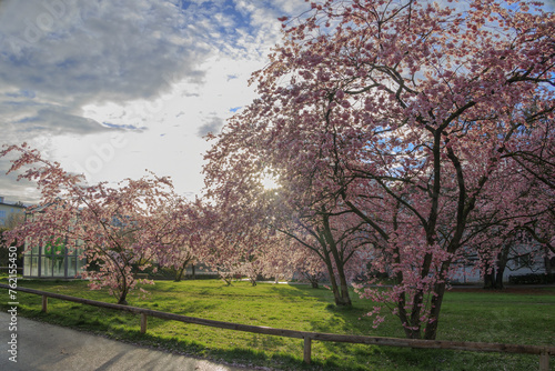 Ornamental cherry trees in bloom at Petuelpark in Munich Milbertshofen on a cloudy day in spring