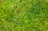 green moss background