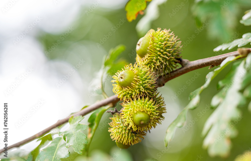 Austrian oak acorns Austrian oak acorns