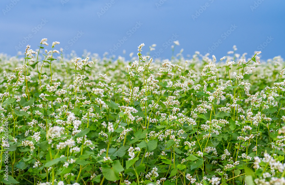 blooming buckwheat field blooming buckwheat field