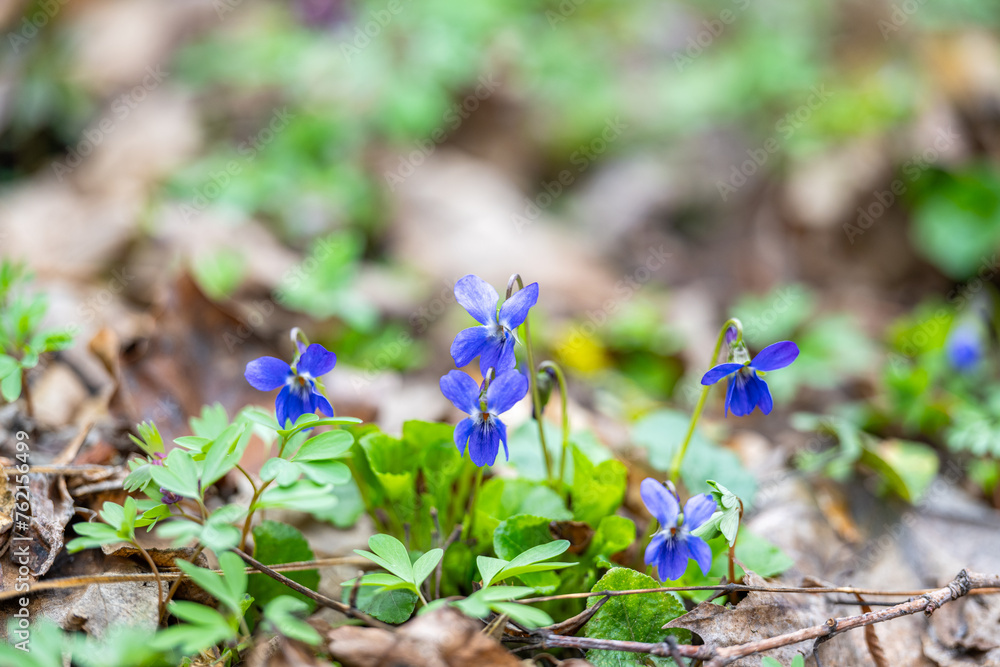 violet first spring flower violet first spring flower