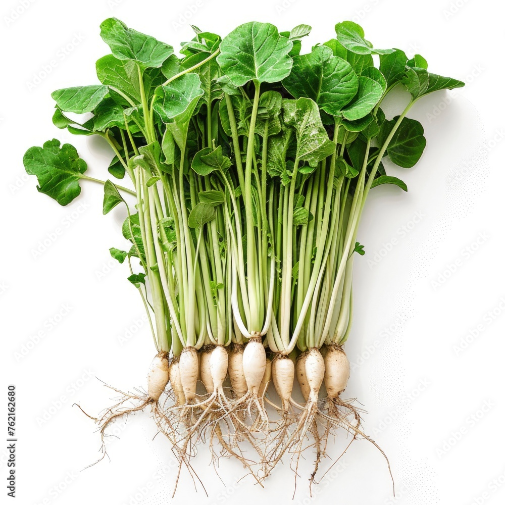 Overhead View Fresh Radish Roots On White Background, Illustrations Images Overhead View Fresh Radish Roots On White Background, Illustrations Images