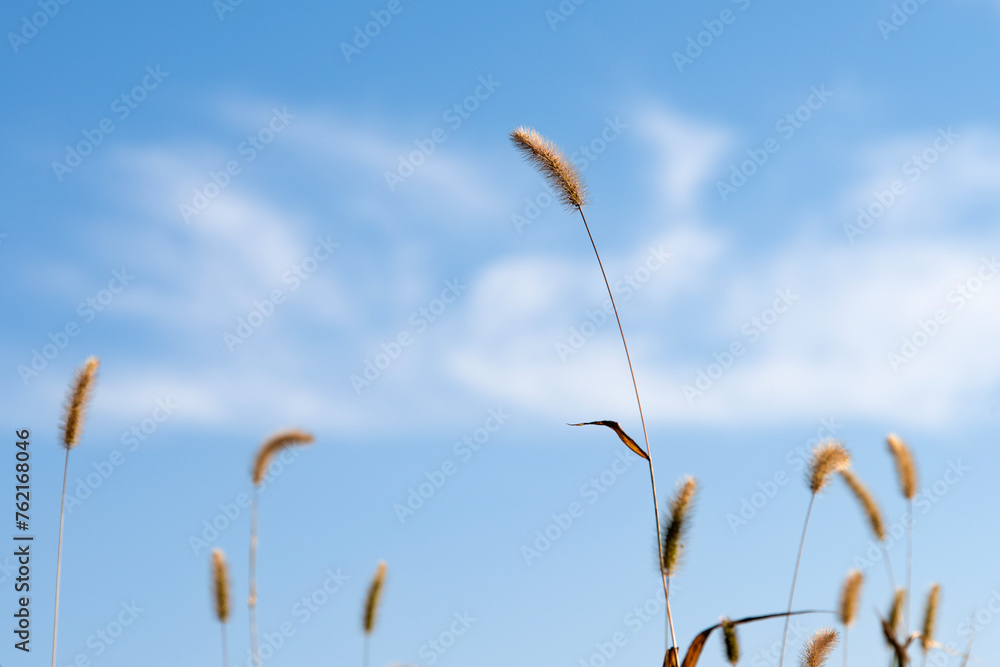 Obraz premium View of the foxtail against the blue sky