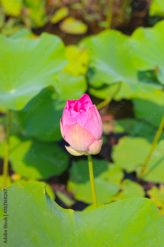 Pink lotus flower in pond with green leaves. Lotus lake, beautiful nature background.