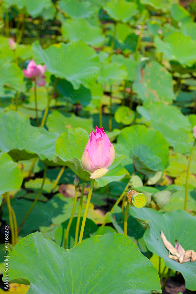 Pink lotus flower in pond with green leaves. Lotus lake, beautiful nature background. Pink lotus flower in pond with green leaves. Lotus lake, beautiful nature background.