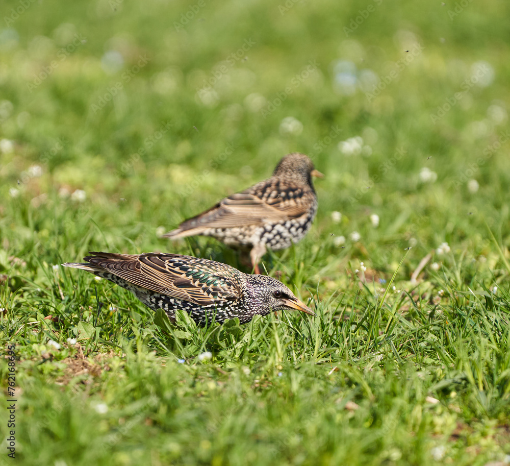 Starling trying to catch flies in the grass Starling trying to catch flies in the grass
