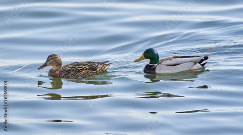 Male and female teal ducks photo