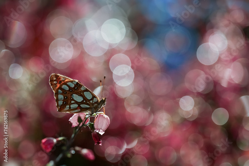 A butterfly on a flower with raindrops in the background. Macrophotography