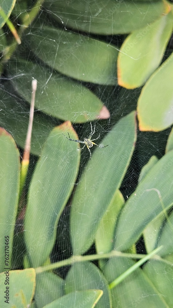 spider on a web - obrazy, fototapety, plakaty 