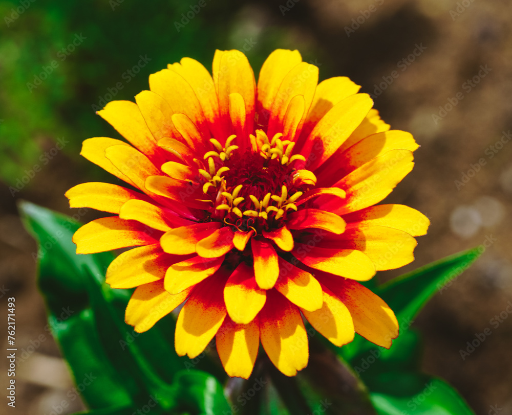 Vibrant yellow and red zinnia in a garden Vibrant yellow and red zinnia in a garden