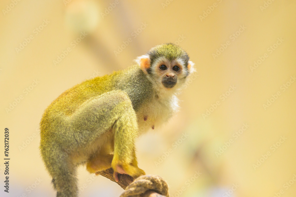 Obraz premium A Guianan squirrel monkey sitting on a branch