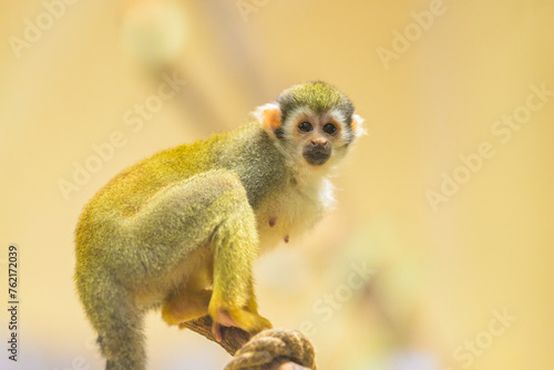 A Guianan squirrel monkey sitting on a branch photo
