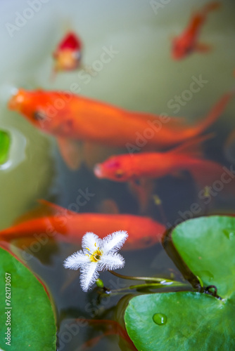 Calla lily flowers and koi carp blooming in a traditional fish tank
