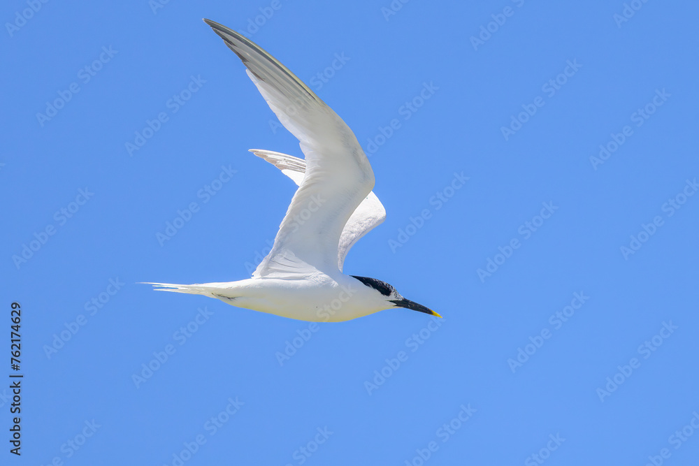 A sandwich tern in flight blue sky A sandwich tern in flight blue sky
