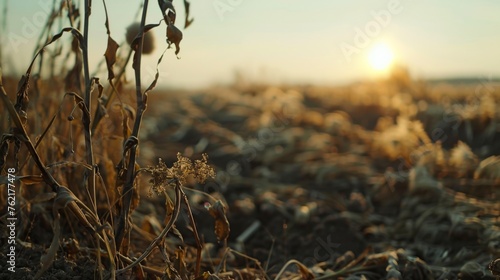 Dryness destroying the cultivated plants