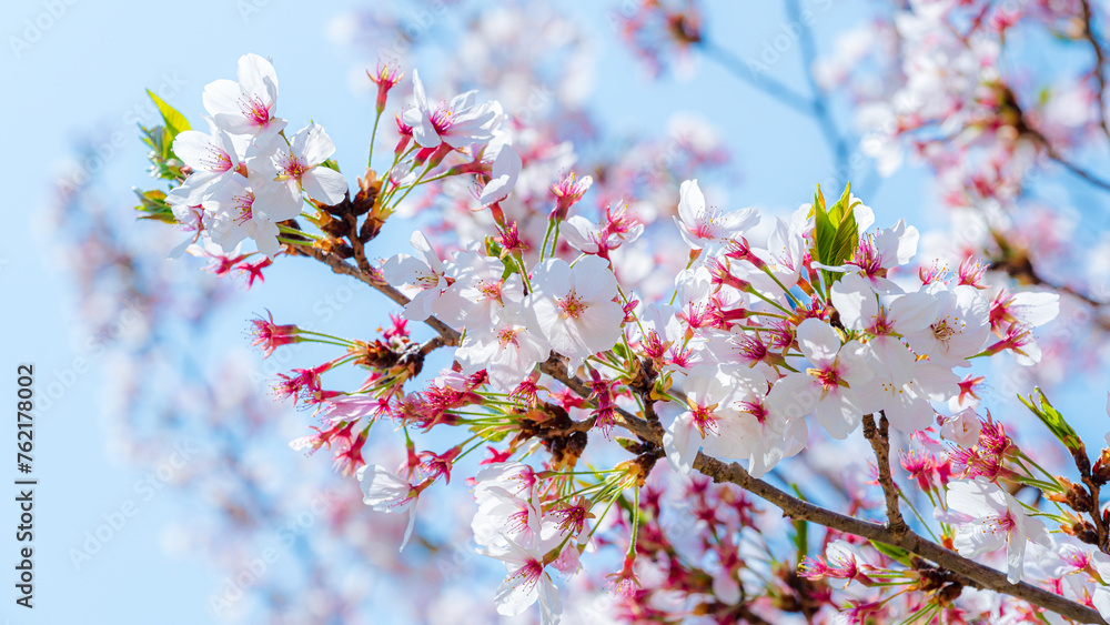 Branch of Japanese cherry with blossom.Nature concept backgrpund.