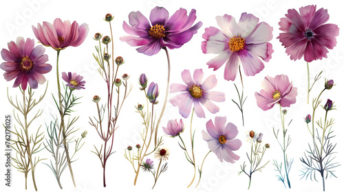 Soft watercolor daisies flowers isolated on a white background  perfect for decoration and adding a touch of nature to any project.