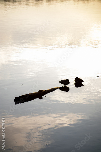 Ducks on the wooden log,poland lake, Lubianka.