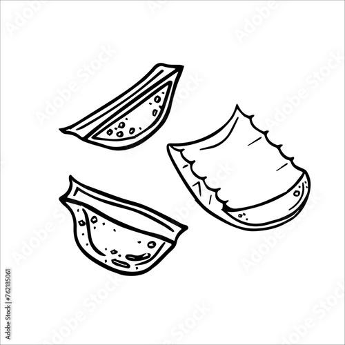Cosmetic scarlet oil, massage oil, serum drops. Scarlet plant. Aloe slices. Cactus succulent. Vector graphics. Natural cosmetics, plant extracts, gua sha massage.