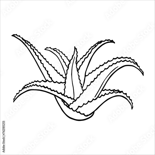 Cosmetic scarlet oil, massage oil, serum drops. Scarlet plant. Aloe slices. Cactus succulent. Vector graphics. Natural cosmetics, plant extracts, gua sha massage.