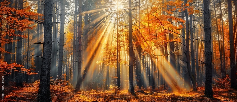 In the autumn forest, sunlight shines through tall trees and forms rays of light on the ground.