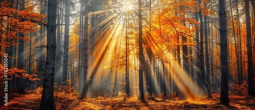 In the autumn forest  sunlight shines through tall trees and forms rays of light on the ground.