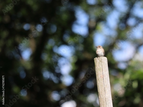 small bird on the fence