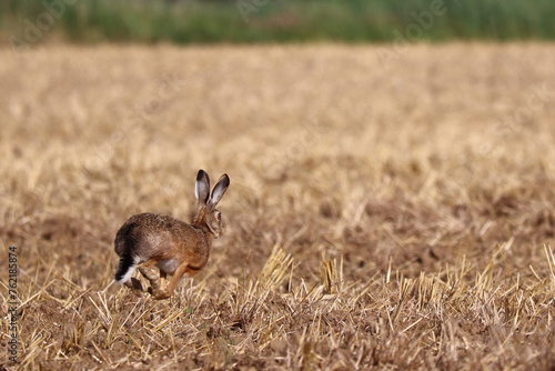 Lepus europaeus, hare running across the field