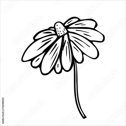 Cosmetic scarlet oil, massage oil, serum drops, tonic. Chamomile plant. Chamomile flower extracts. Vector graphics. Natural cosmetics, plant extracts, gua sha massage, facial rejuvenation.