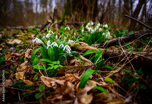 Snowdrops, flowers, spring, plant, tree, grass, forest, spring, flower, wood, garden, wild, flora