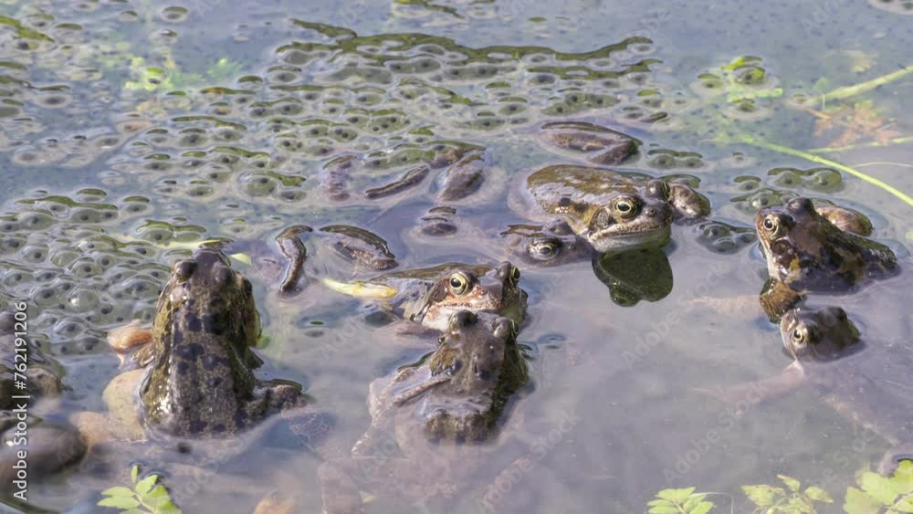 Frogs coming together and pushing each other away in the pond between ...