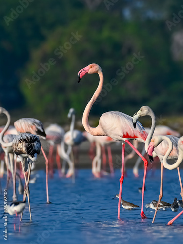 Beautiful movements of flamingos