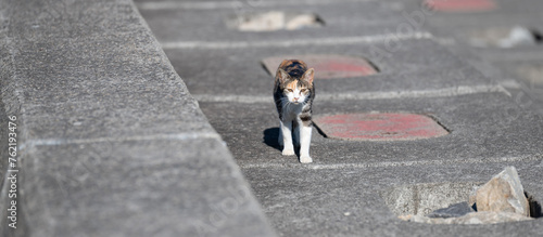 カワイイ三毛猫