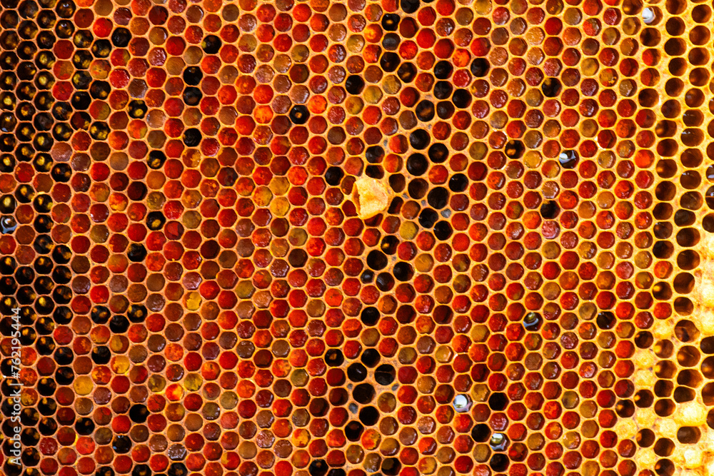Close-up of a honey-filled honeycomb frame, showcasing the golden goodness of nature's bounty. hive of healthy eating concept.