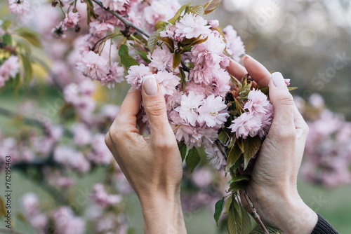 Branch of blooming Japanese pink cherry prunus kanzan in the palms of a young woman in the garden in spring