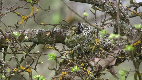 long tailed tit builds a nest in a tree