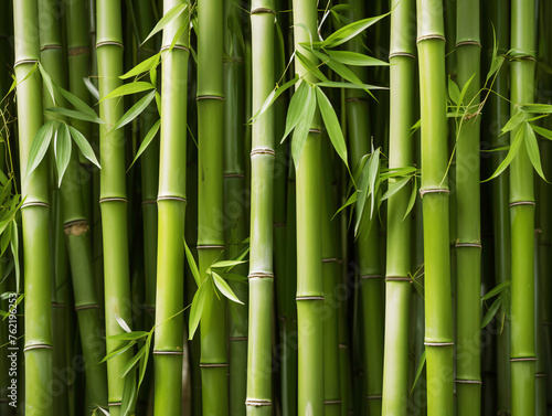 a group of bamboo stems with leaves