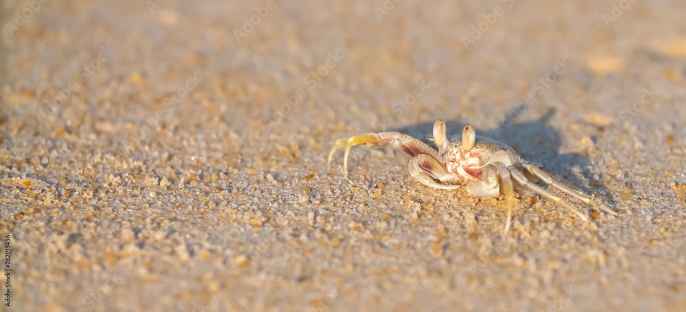 A crab on the beach is running on the white sand. Exotic animals in the resorts of tropical islands. The concept of a beach holiday in the tropics. A crab on the beach is running on the white sand. Exotic animals in the resorts of tropical islands. The concept of a beach holiday in the tropics.